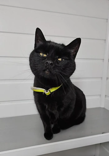 Bella