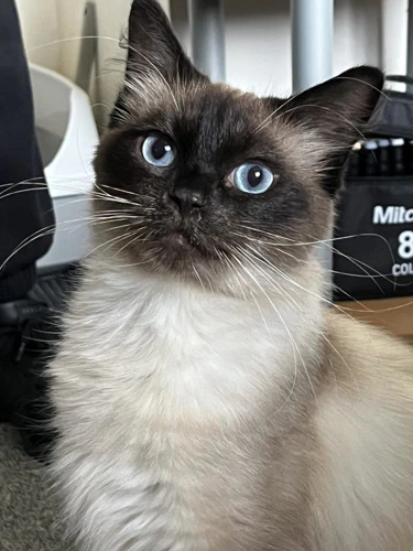 Biscuit