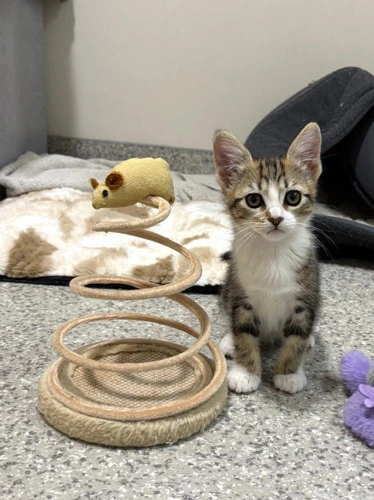 Mini Maru