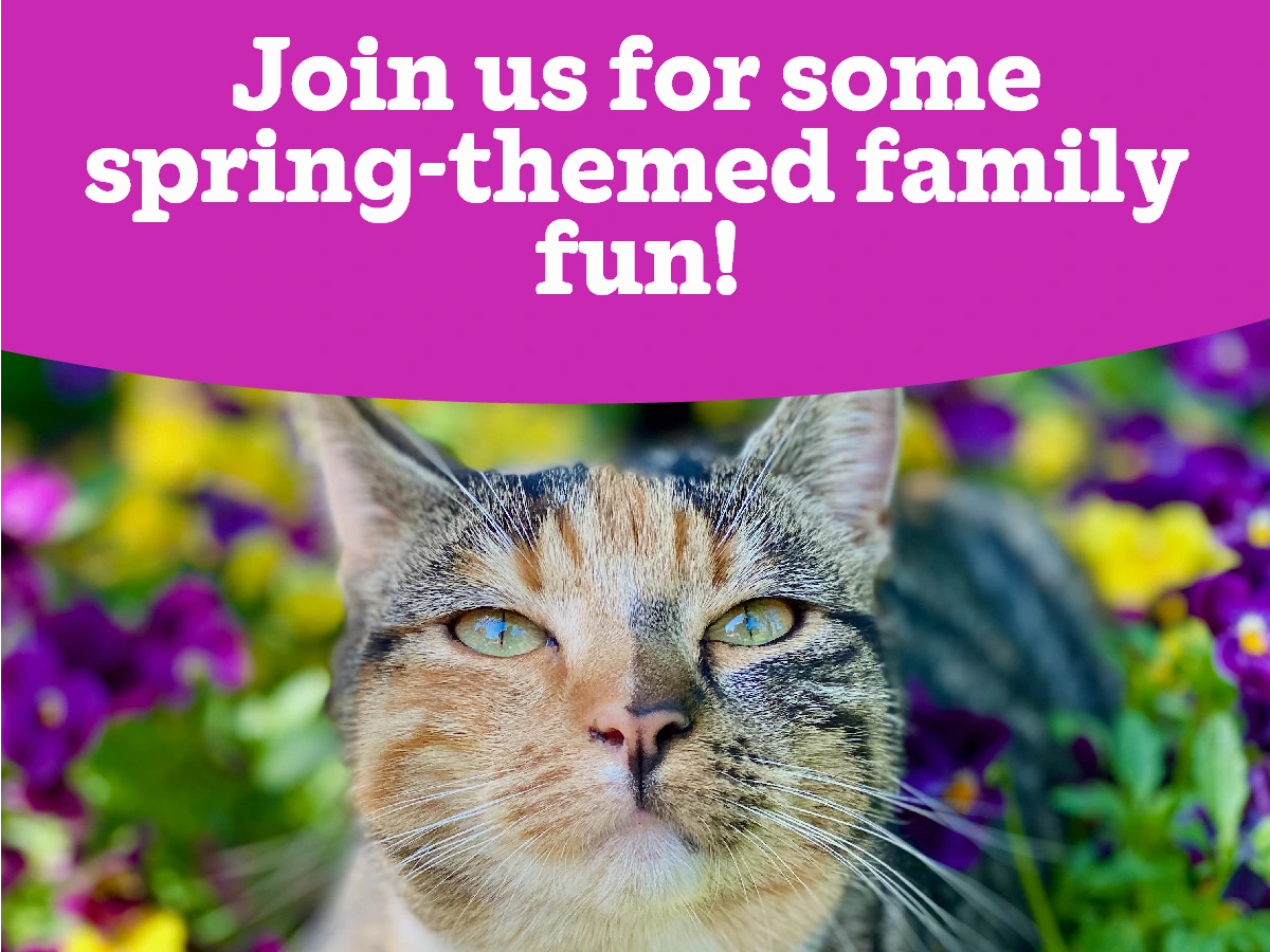 Springtime fun at Cats Protection FULLY BOOKED