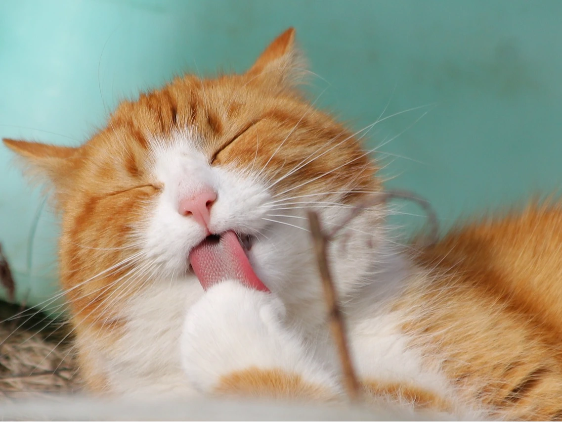 Good cat parenting webinar