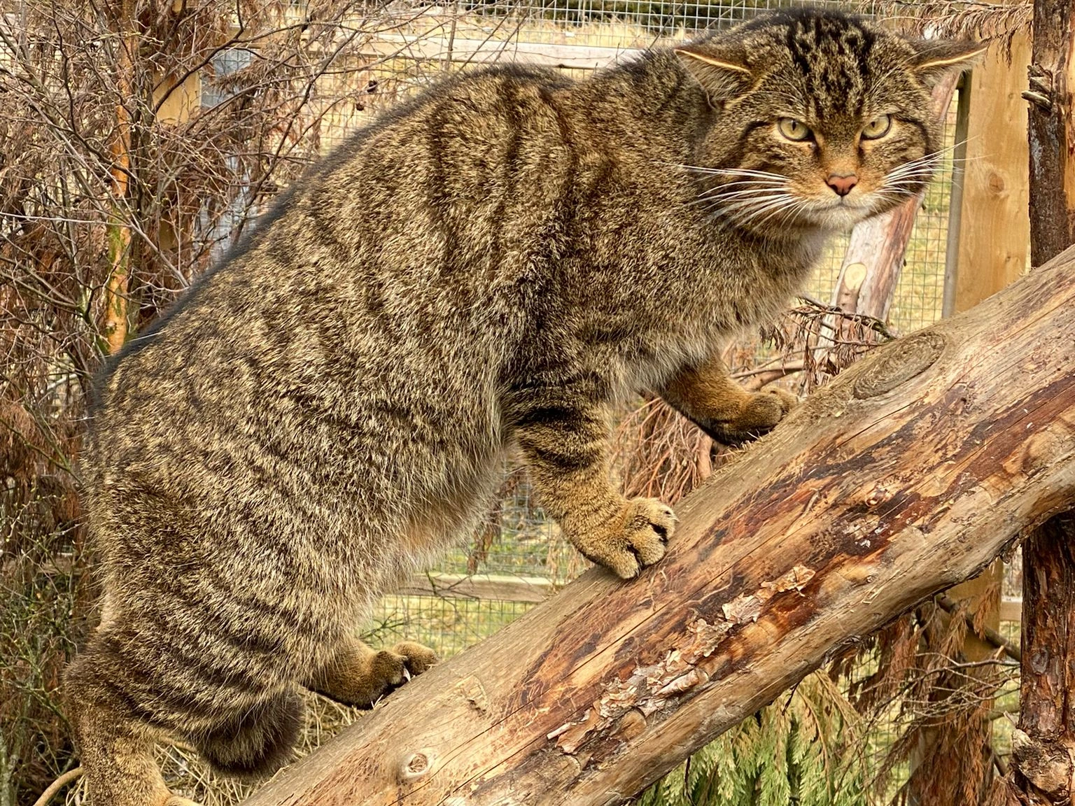 Evening Talk: Saving Wildcats