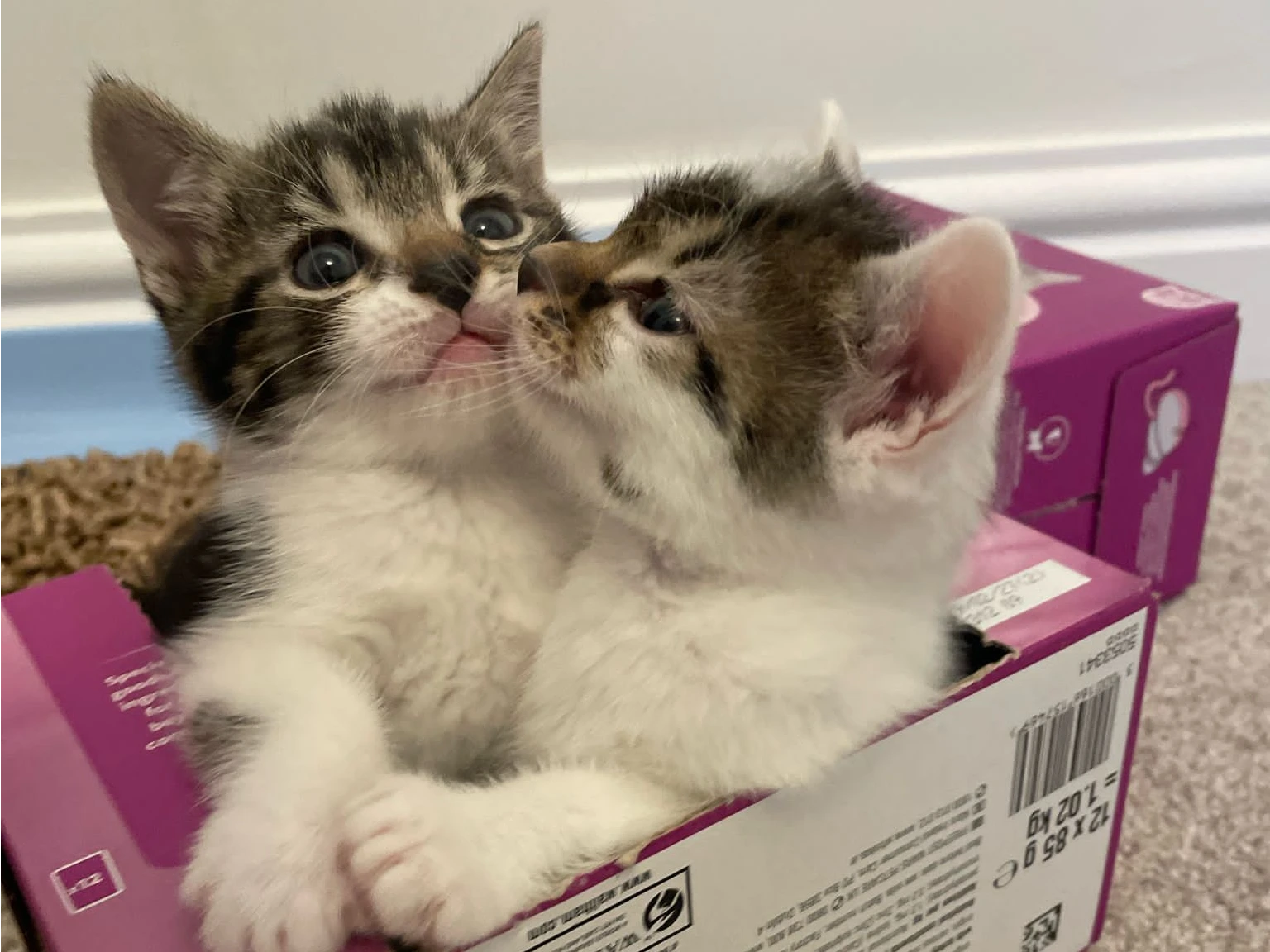 Springtime fun at Cats Protection