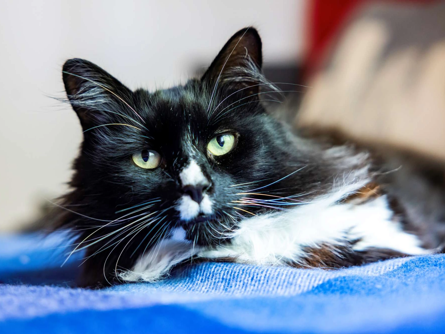 Cambridge Cats Protection Christmas Fayre