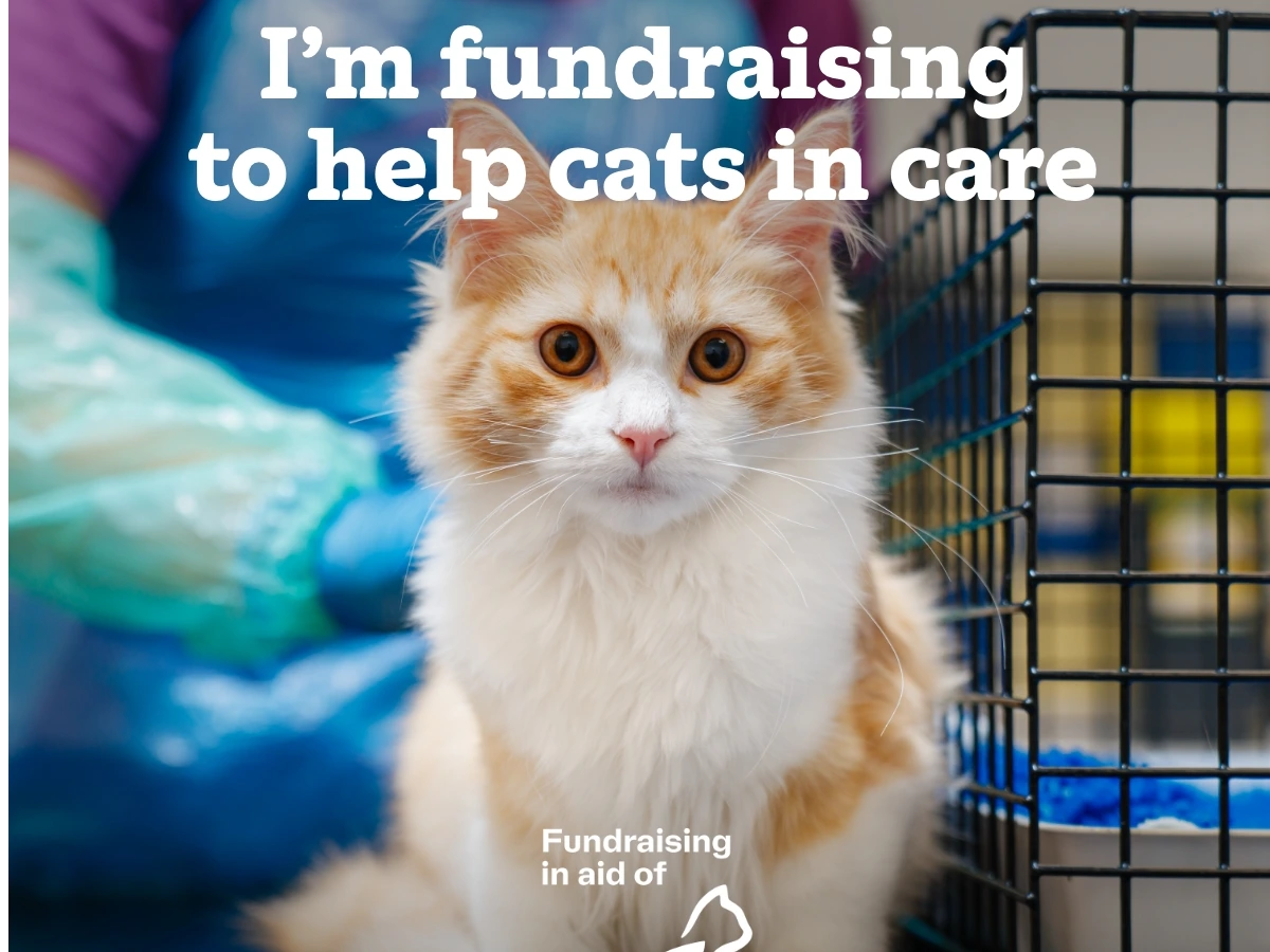 Cats Protection at Torbridge Vets