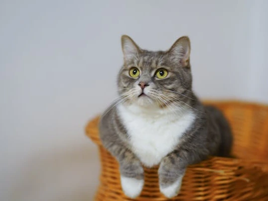 Join Cats Protection Swale at the Kent Cat Centre Summer Fair