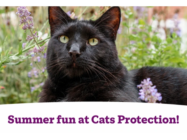Summer fun at Cats Protection