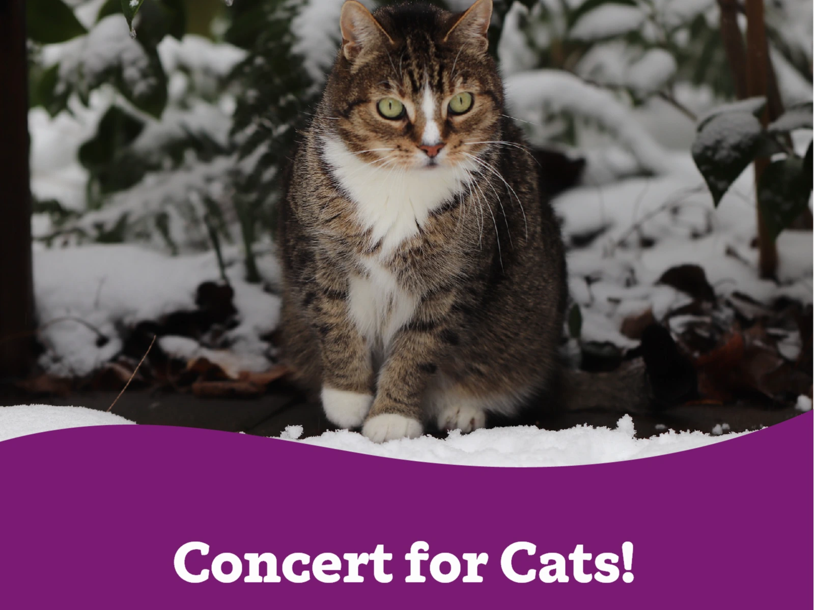 Concert for Cats