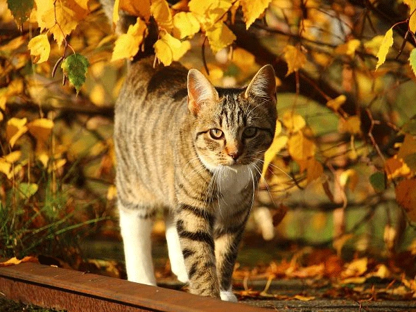 Autumn Fair