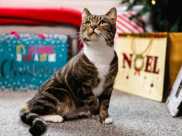 Christmas Fair