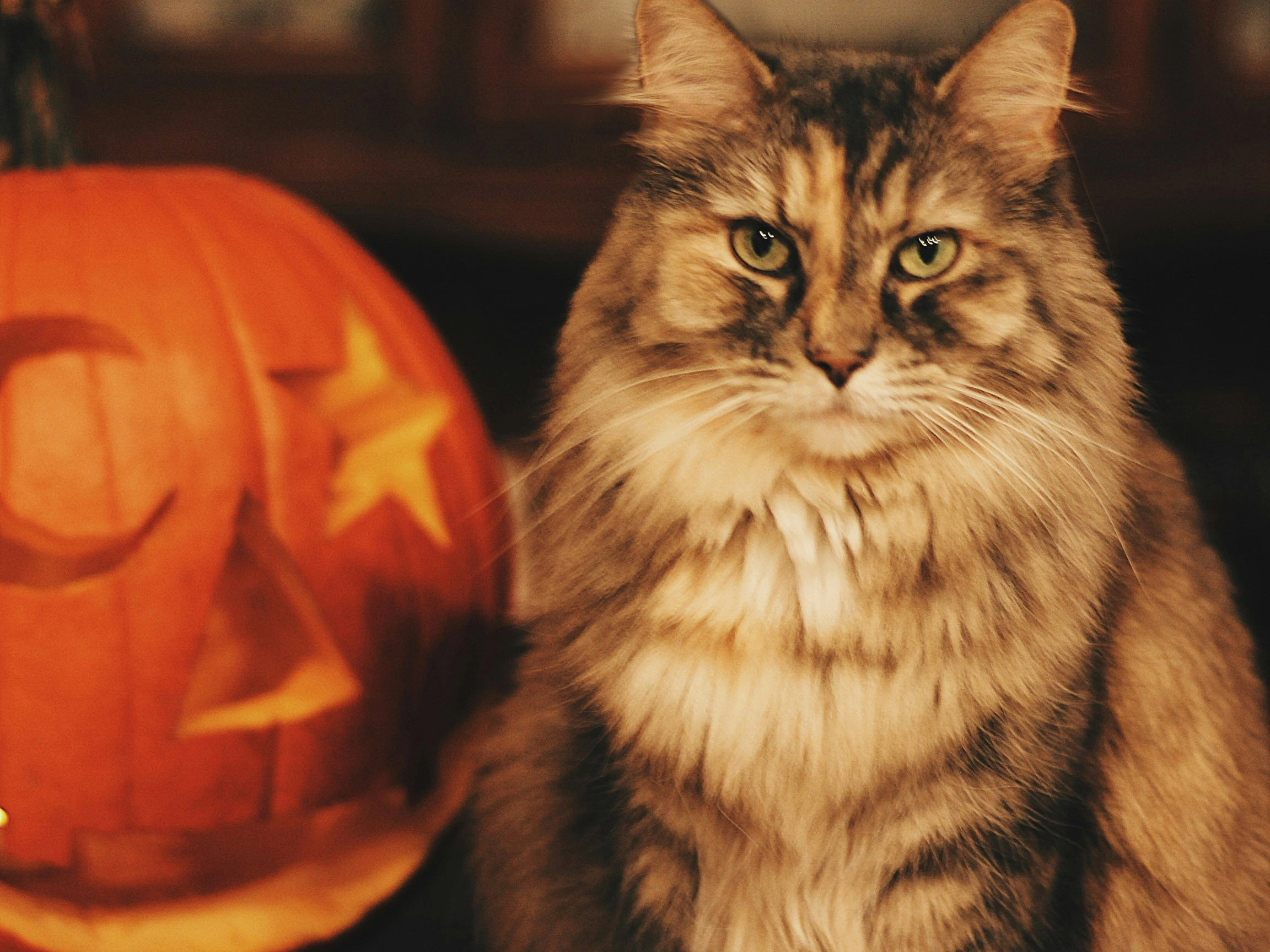 Pumpkin Carving Competition