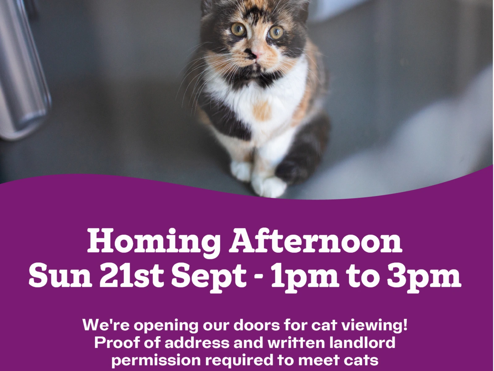 Homing Afternoon