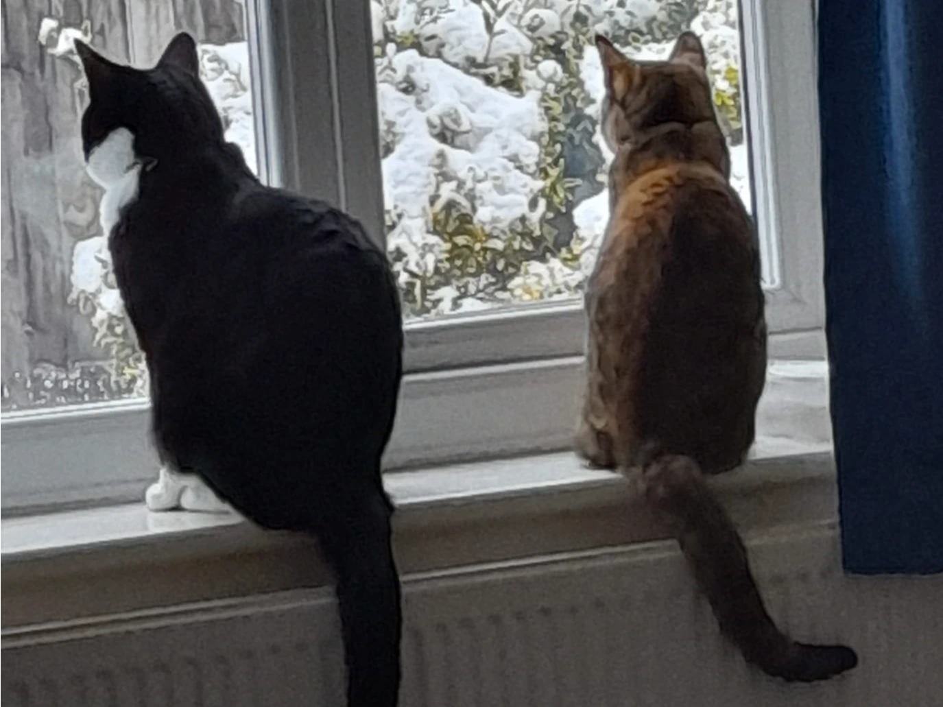Northampton Cats Protection Christmas Fayre