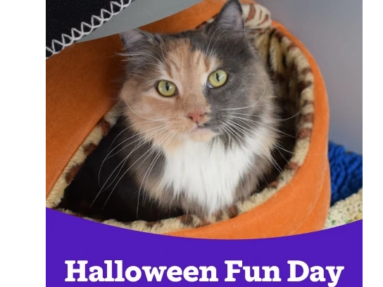 Halloween Fun Day, 12 noon to 3pm