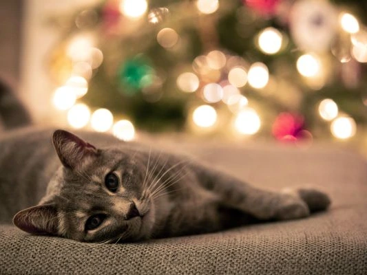 Hull Cat Protection at the Hull Victorian Christmas Market!