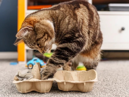 Cats Protection Bromley Sale