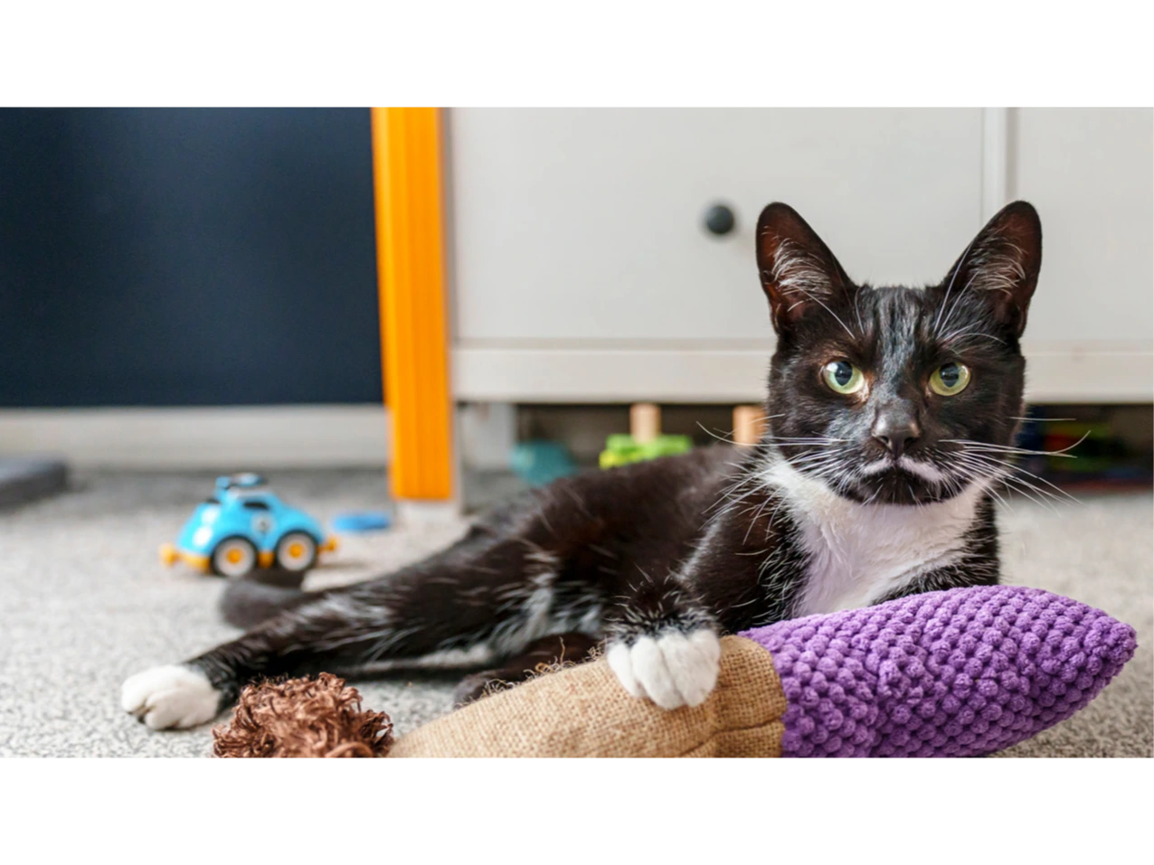 Bude Animal Friends Awareness Day