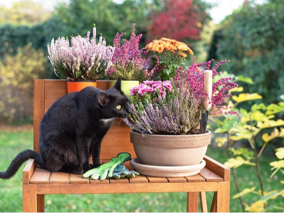 Chessington Garden Centre