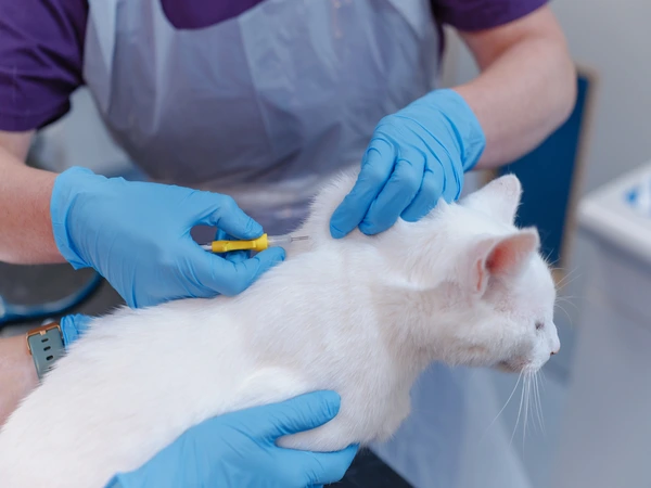 Leeds Cat Centre Microchipping Event