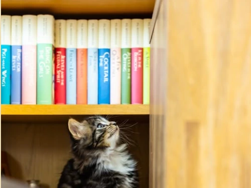 Wessex Community Action Volunteer Fair