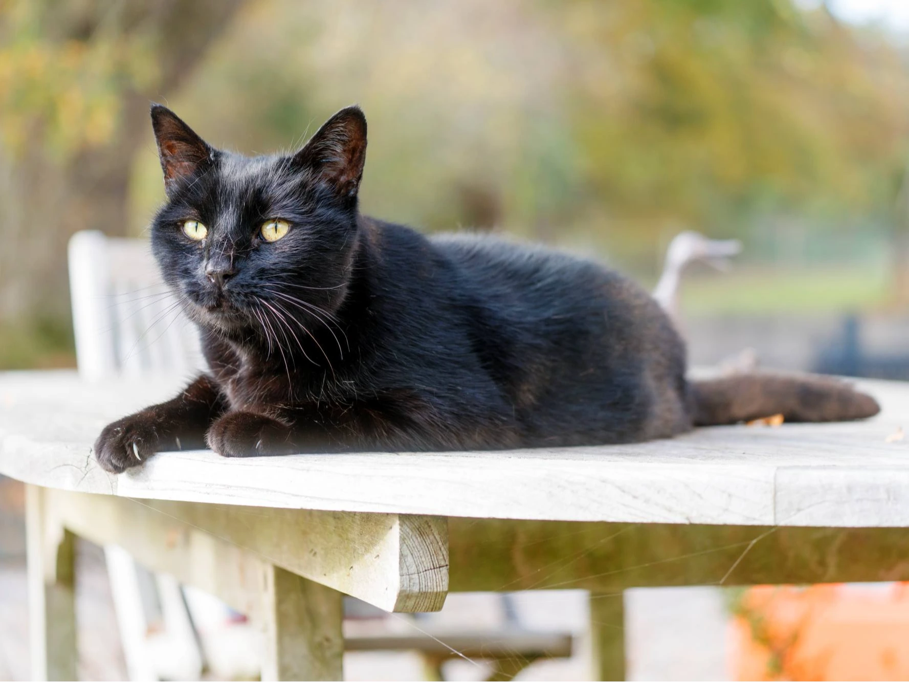Cambridge Cats Protection Stall at Histon Feast Market
