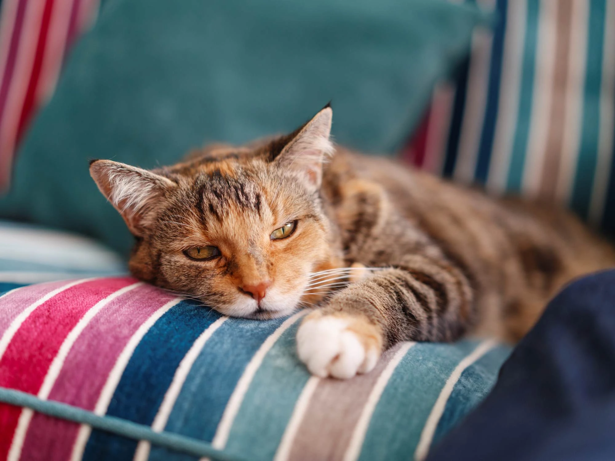 Pets At Home in-store event, Cambridge Beehive