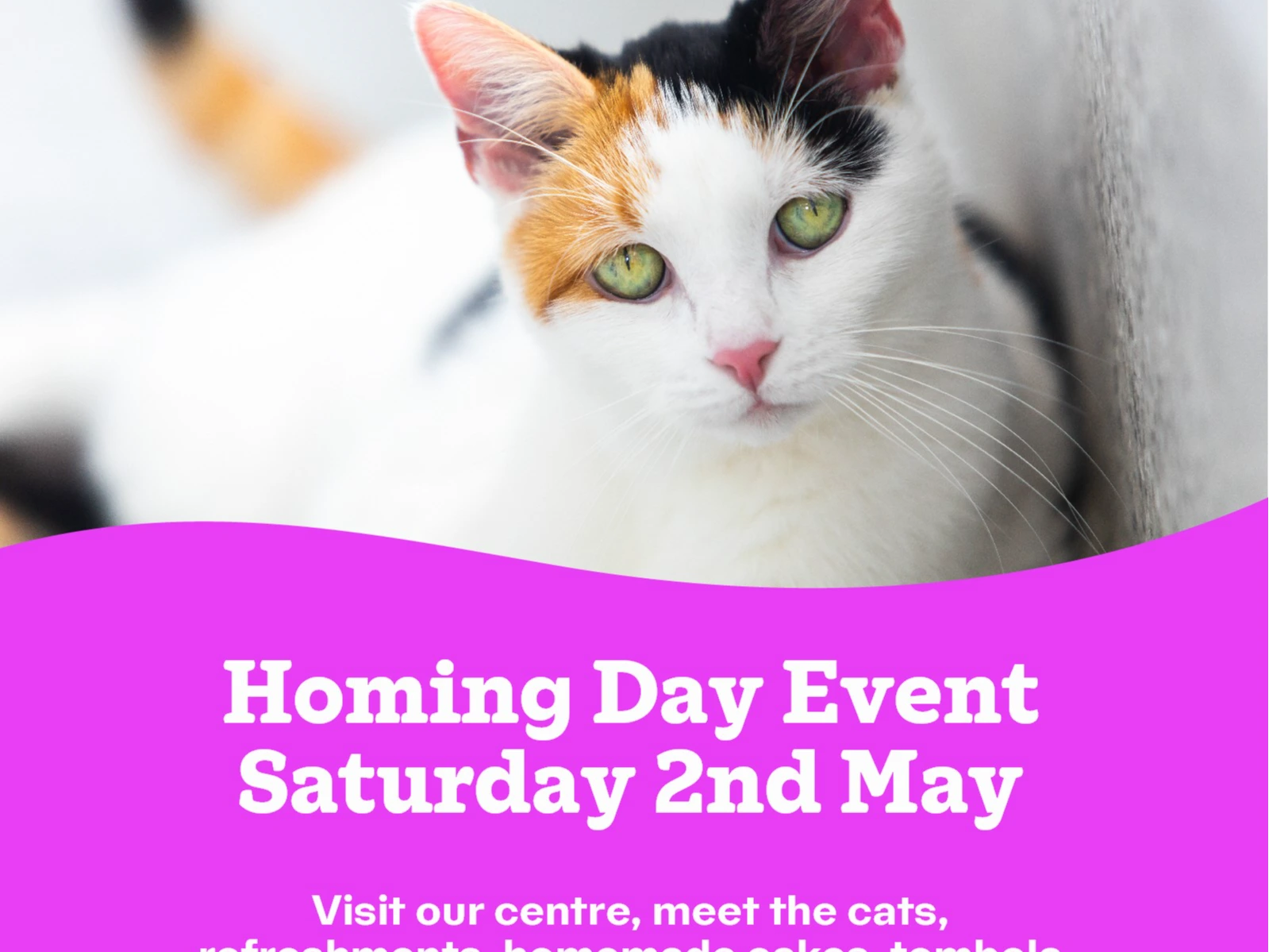 Spring Homing Day 2nd May!