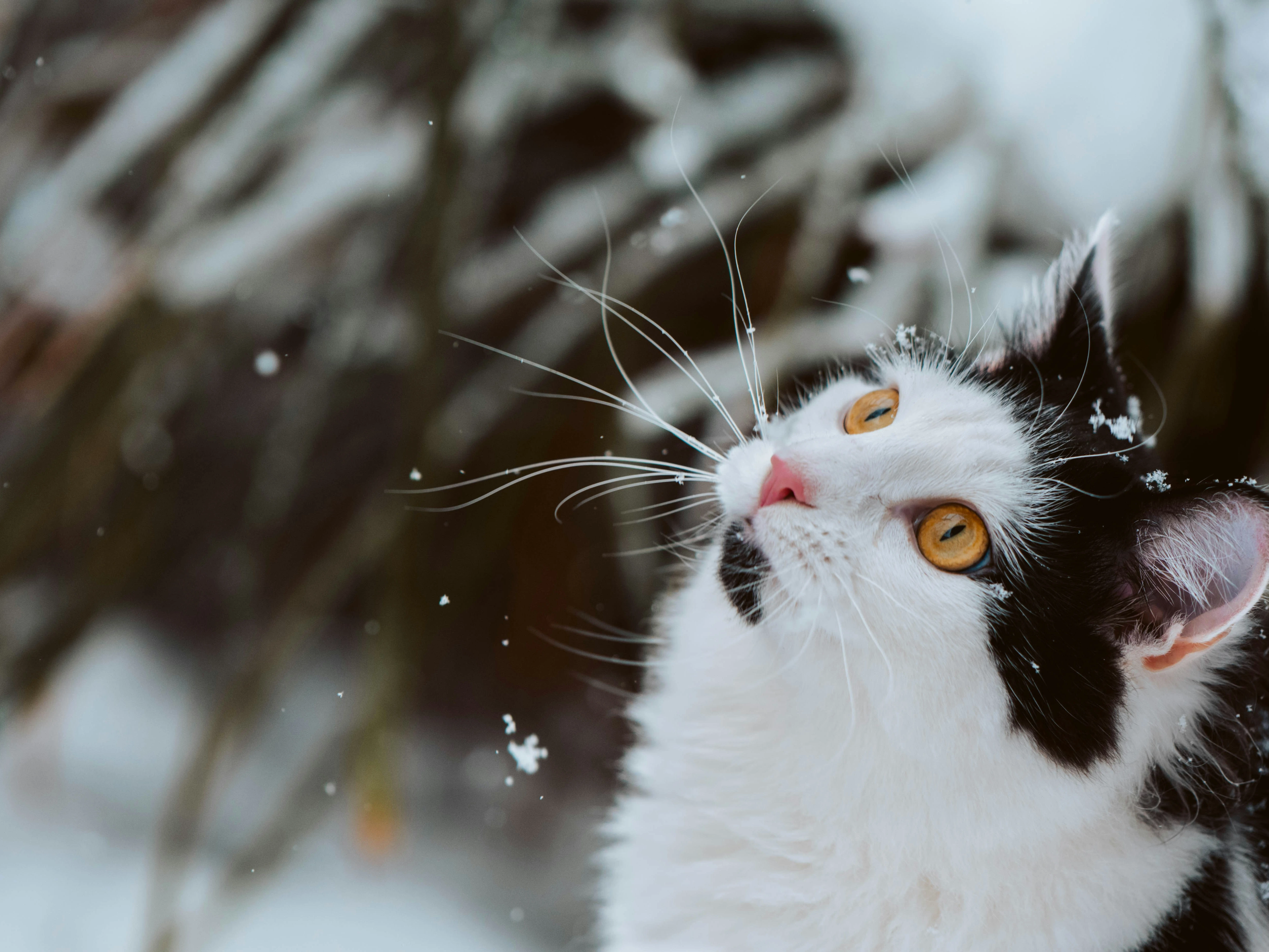 Christmas at Cornwall Cat Centre