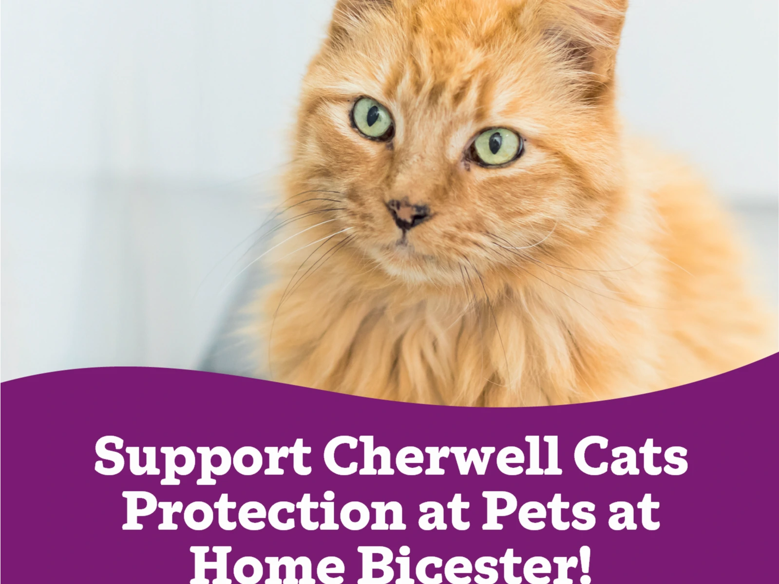 Pets at Home Bicester