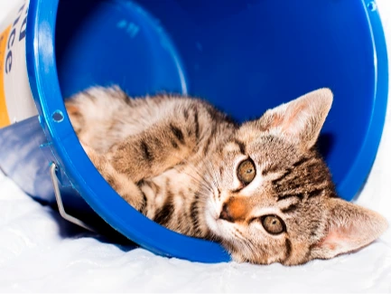 Haslemere Adoption Centre Christmas Fair and Rehoming Event 11am - 3pm