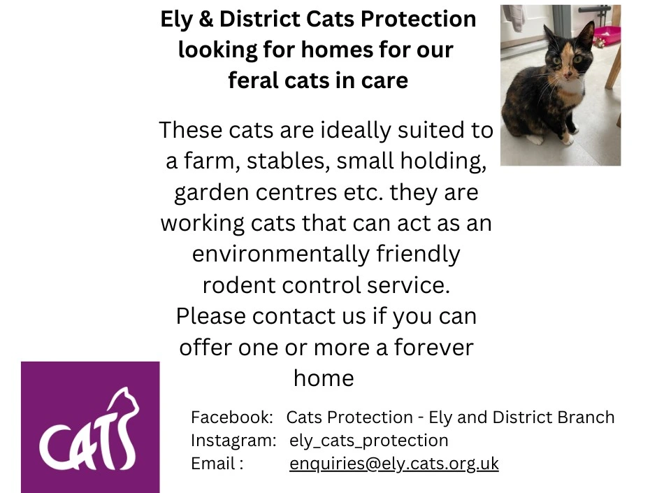Feral Cats for rehoming