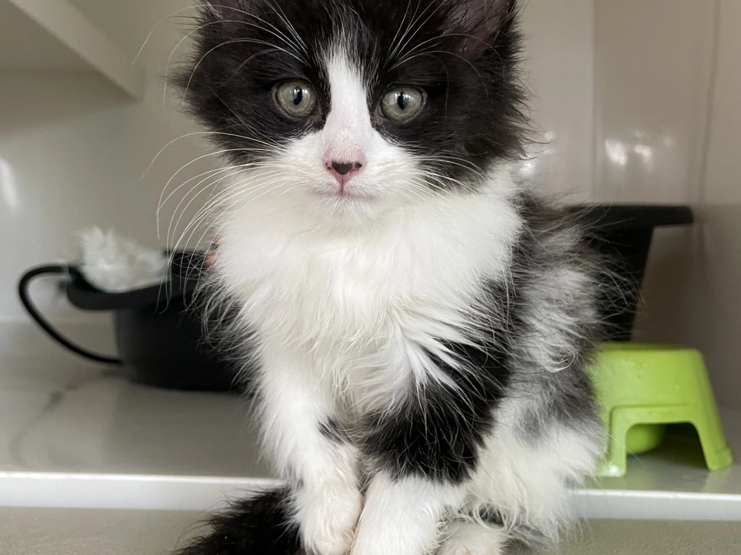 Cats Protection - Mansfield Cat Centre