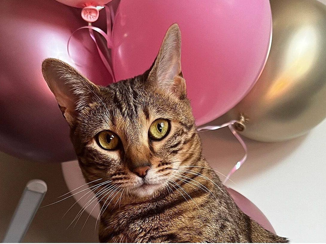 Cat-tastic Funday