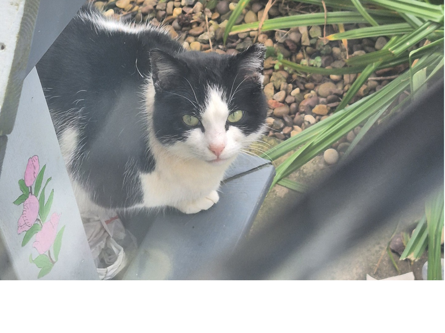 cats-protection-derby-district-branch