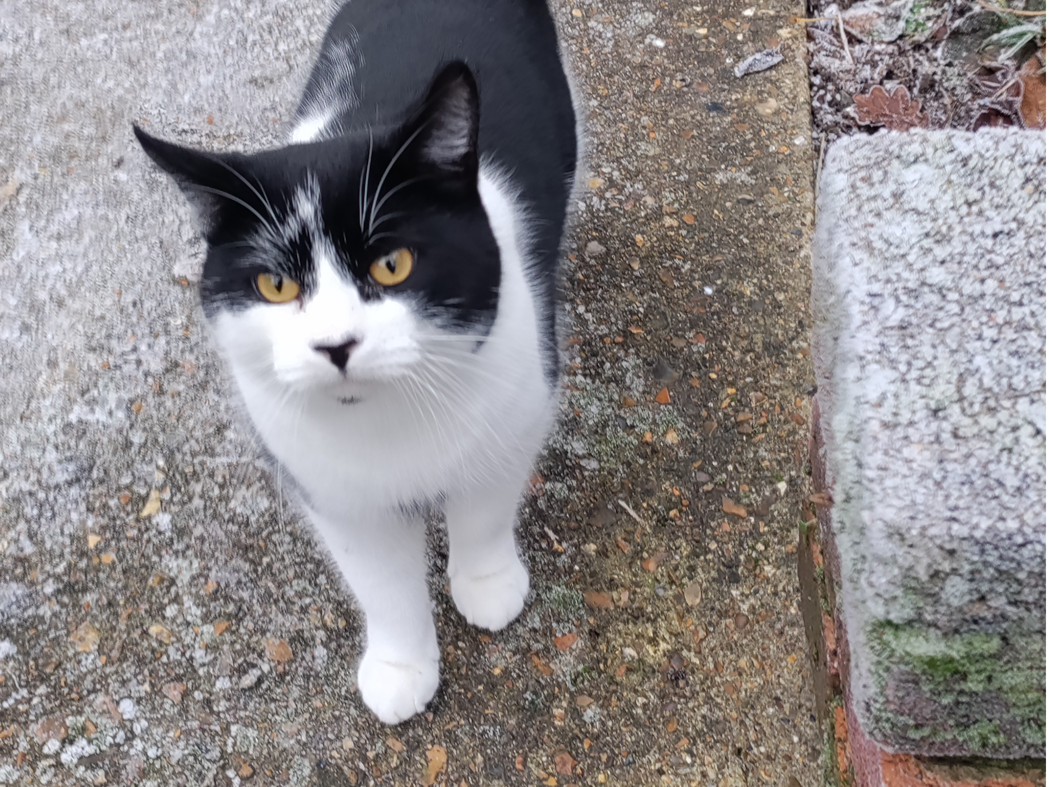 A found cat around the area CT2 7BY