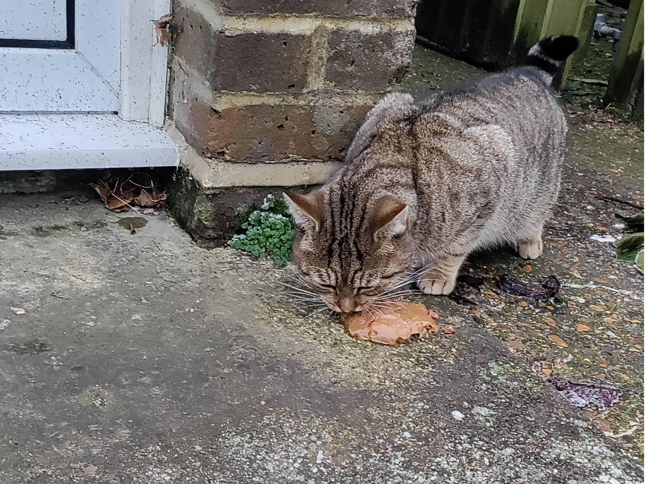 A found cat around the area CT2 7BY
