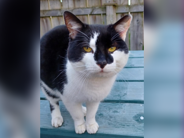 Found cat in Ryton