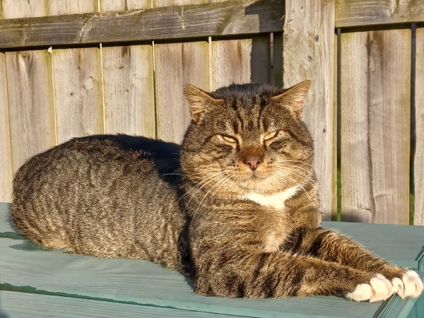 Found cat in Ryton