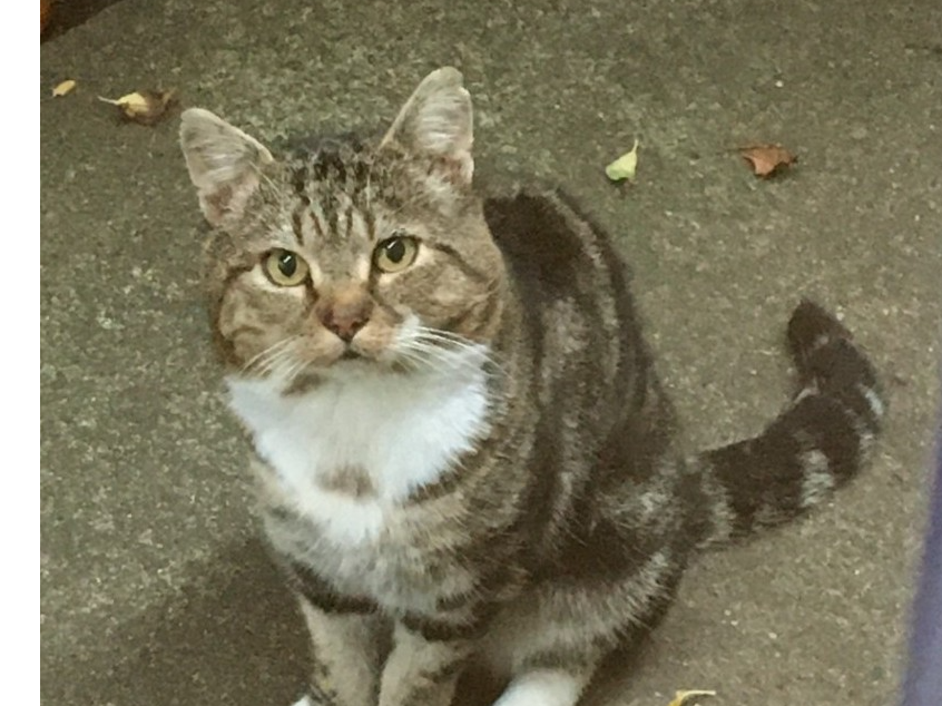 Tabby and White Cat- Surbiton