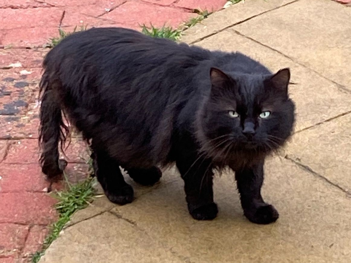 Black Cat - Capel