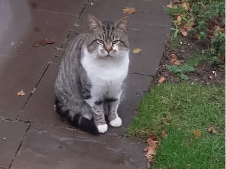 Tabby and white male