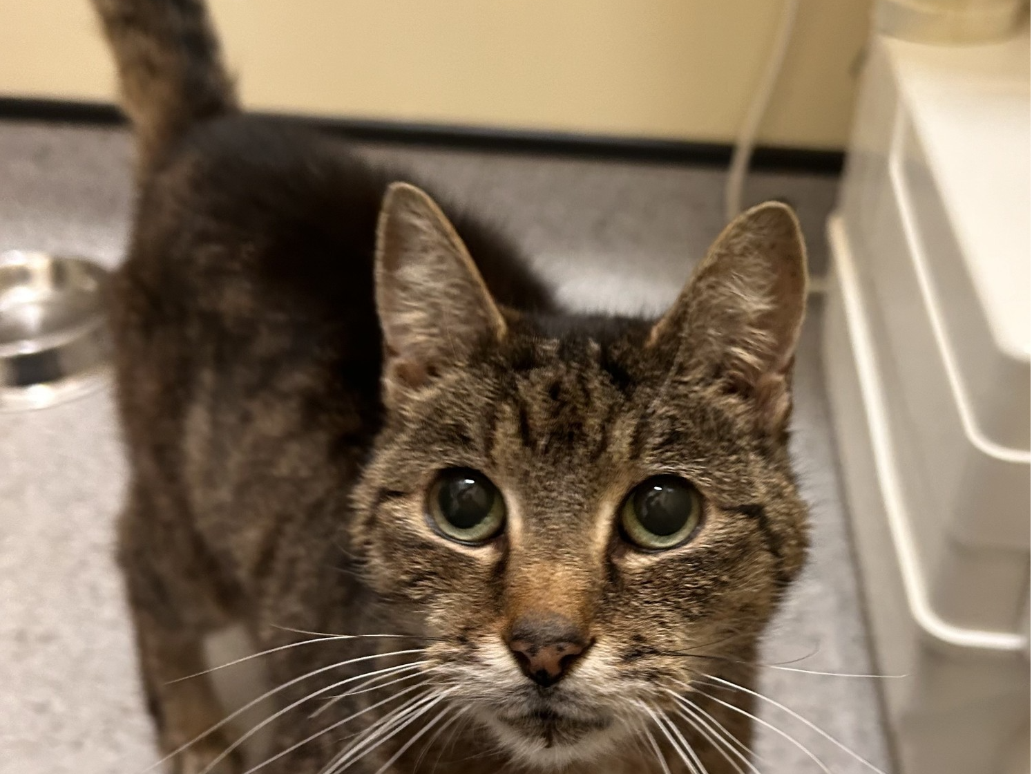 Tabby Cat - Tadworth