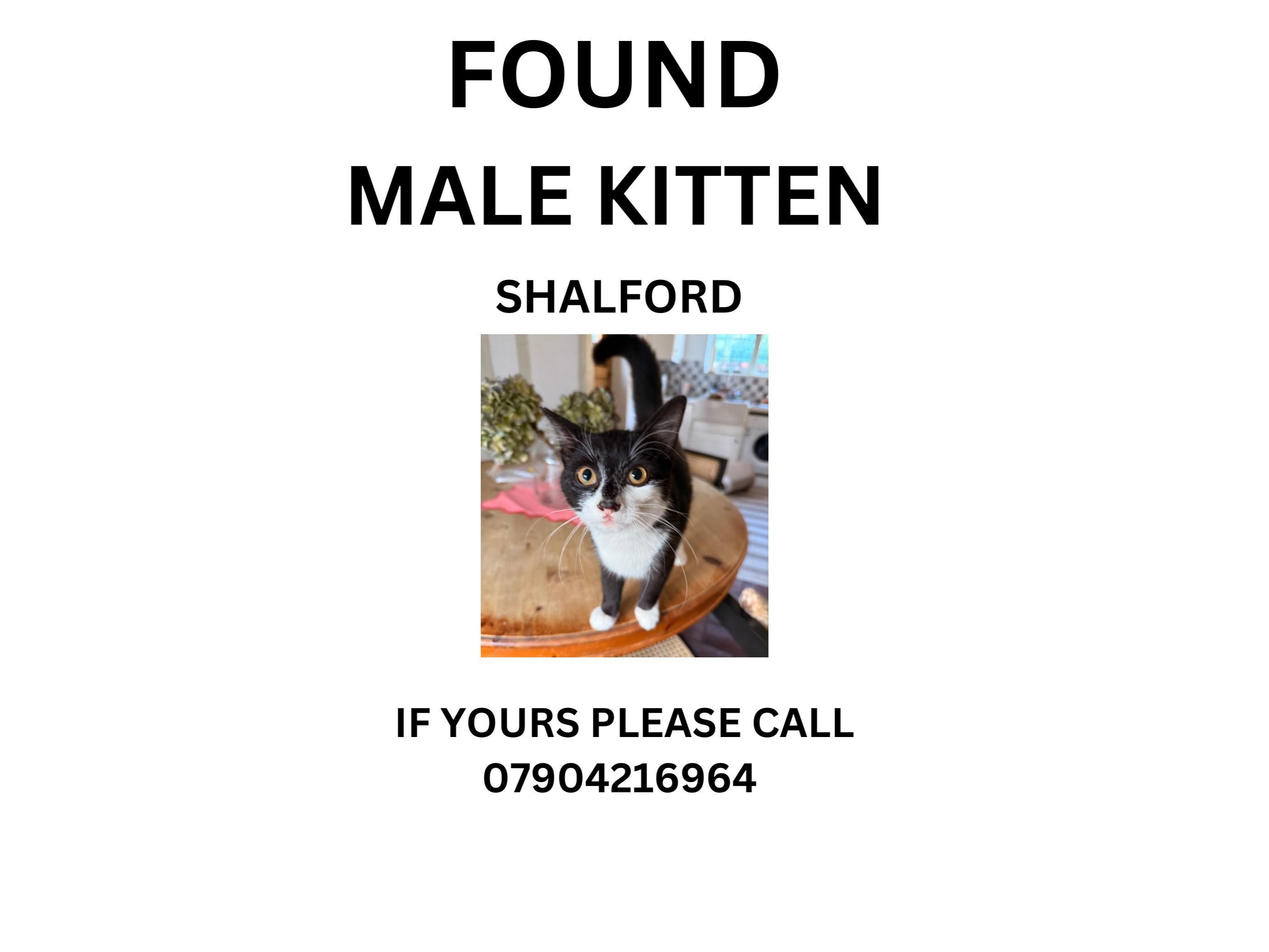 Black and White  Male Cat