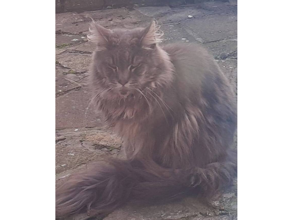 Two Maine Coon Cats
