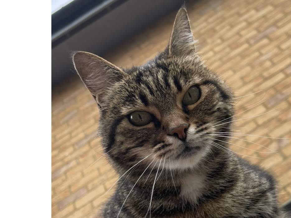 Tabby Cat - Leatherhead