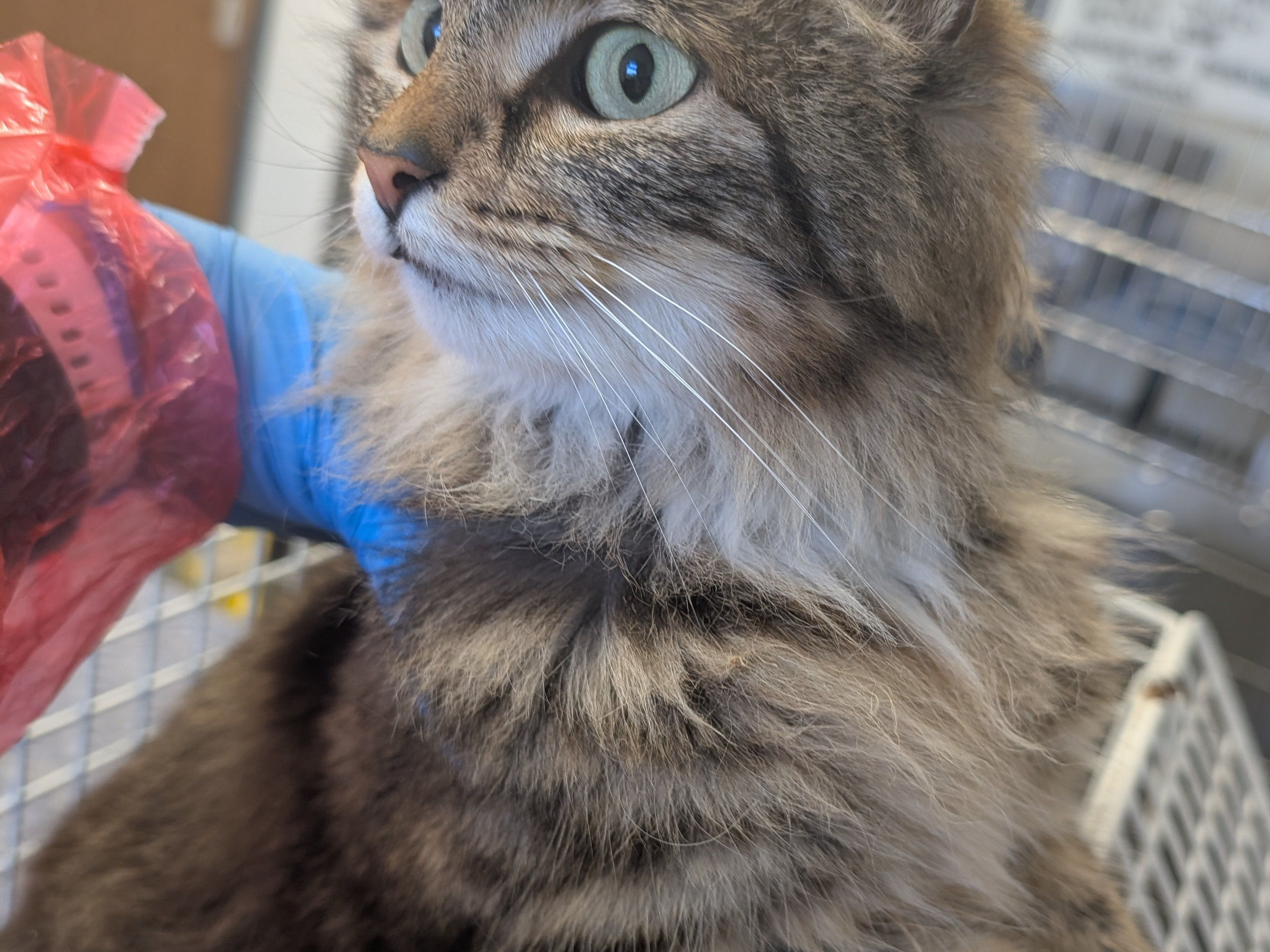 found cat 735182