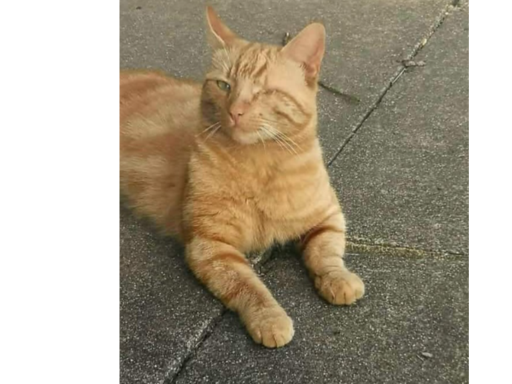 Found 2025.017 - Carless Close (near Tesco Express), Rowner