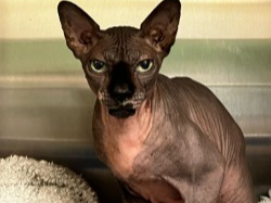 Male Sphynx Cat - Epsom