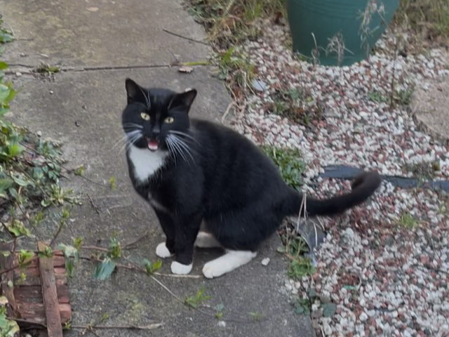 Black and white male