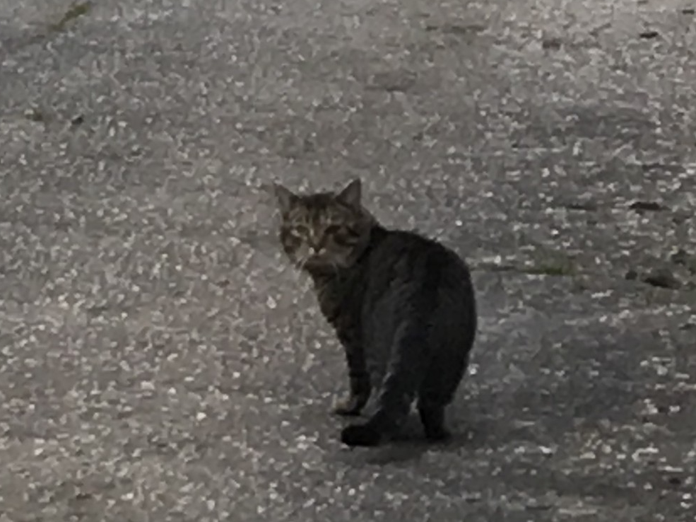 Found in Watlington